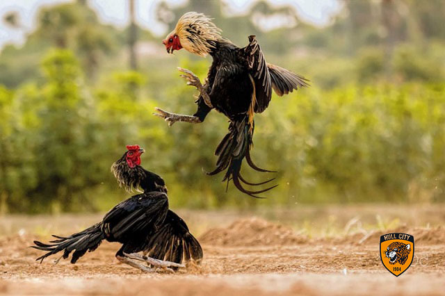 đá gà mạng casino