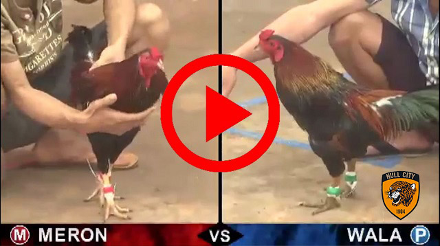 đá gà tốt nhất việt nam